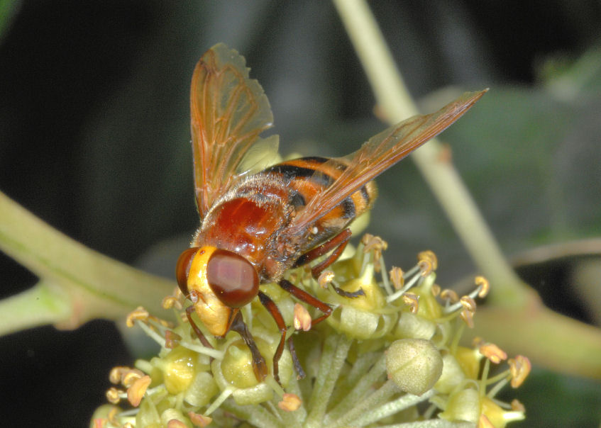 Volucella zonaria